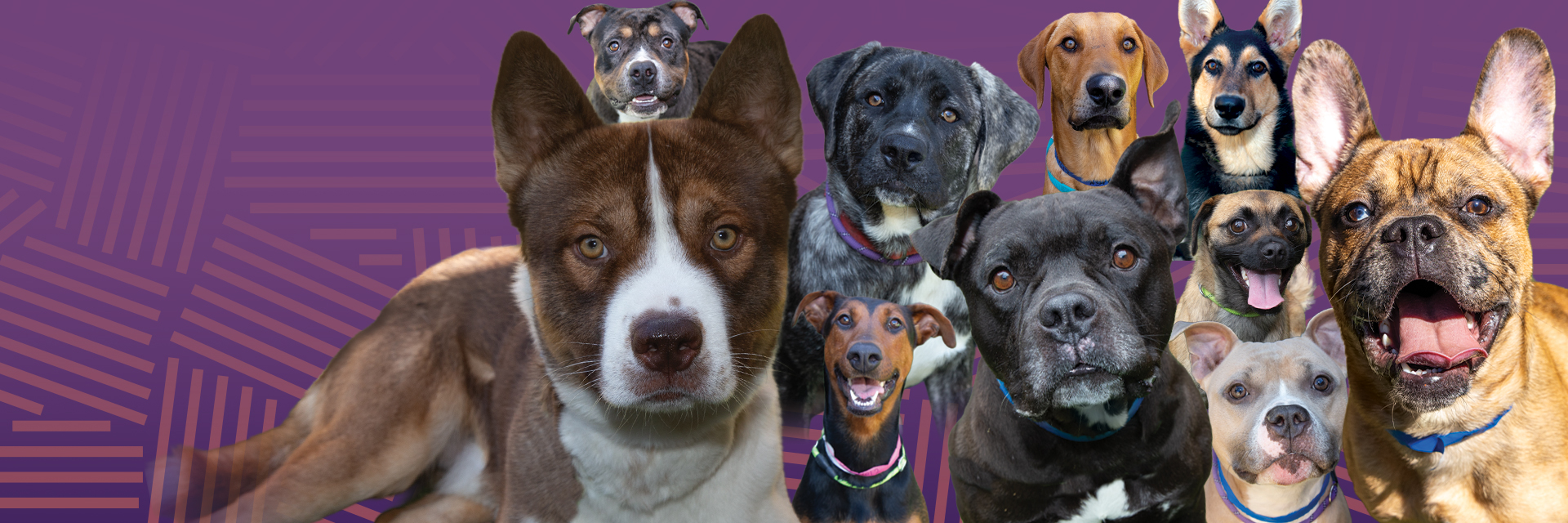 Pet of the Week — an adoptable pet from the Moreno Valley Animal Shelter