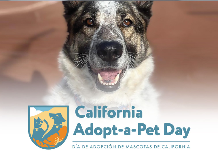 Cali Adoption Day